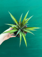 Agave ‘Summer Splice’ NEW