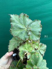 Begonia NOID 32