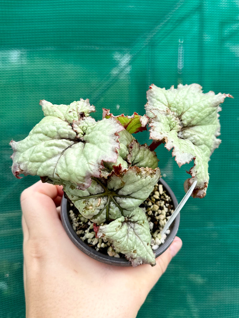 Begonia ‘Raspberry Tart’ NEW