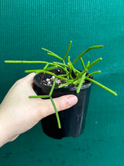 Rhipsalis Grandiflora
