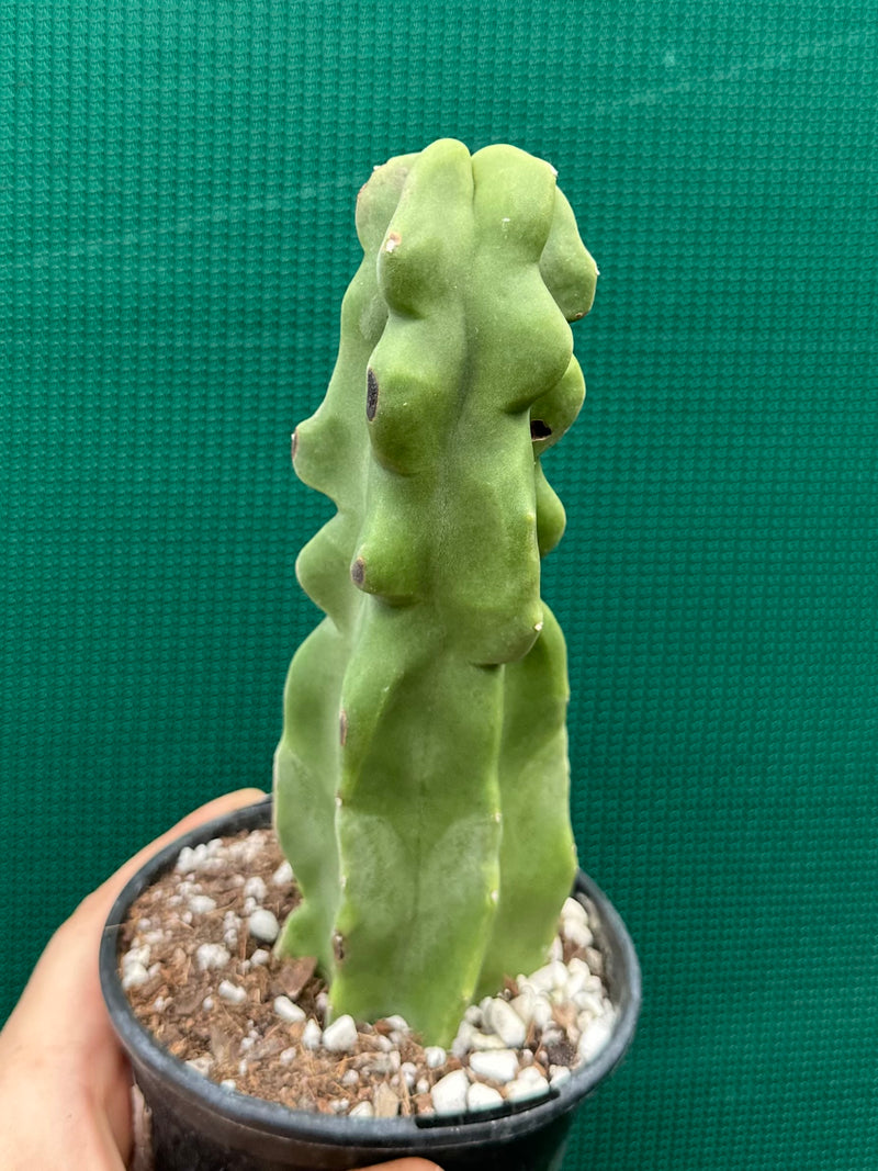 Pachycereus Schottii F. Monstrosus