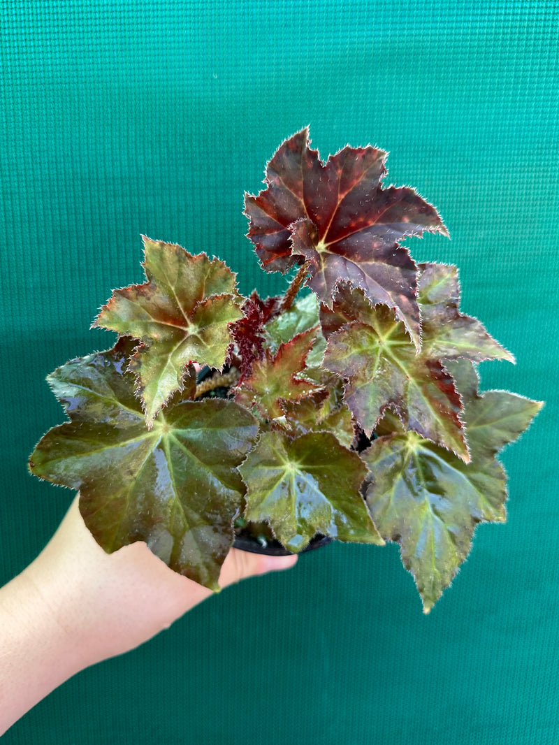 Begonia ‘RB hybrid’