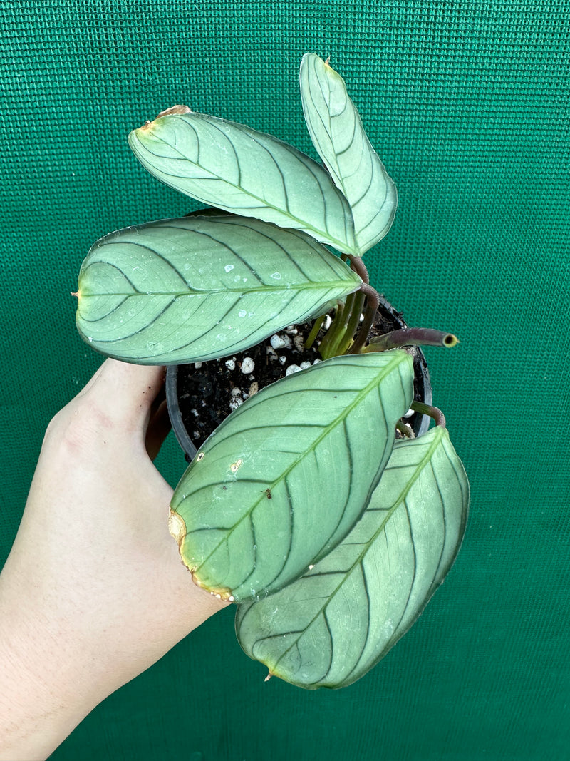 Ctnenanthe ‘Burle-Marxii’