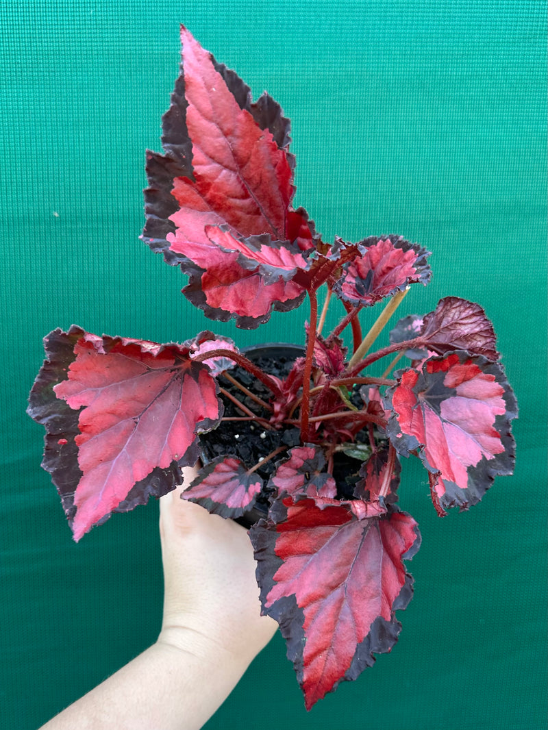 Begonia ‘Red Kiss’