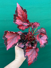 Begonia ‘Red Kiss’