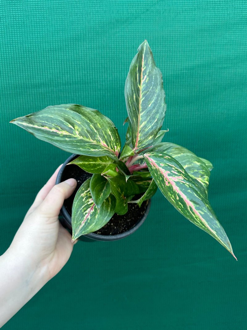 Aglaonema ‘Ammaj Jareon’ NEW