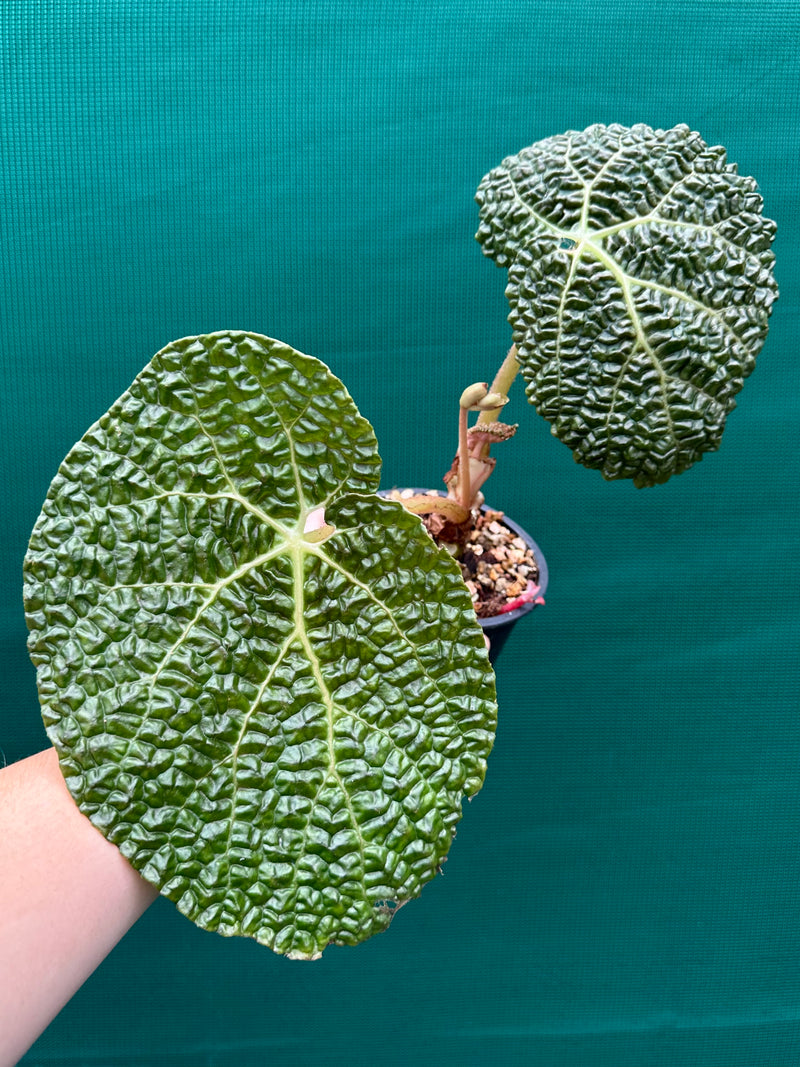 Begonia gehrtii