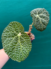 Begonia gehrtii