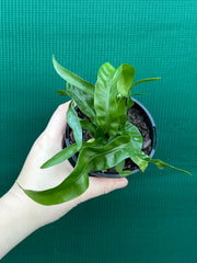 Asplenium ‘Hurricane’ NEW
