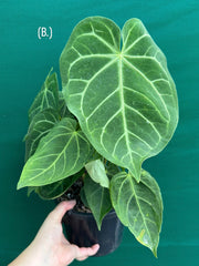 Anthurium ‘Magnificum’ NEW