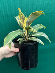 Cordyline fruticosa ‘Miss Andrea’ NEW