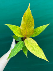 Philodendron ‘Orange Marmalade’ NEW