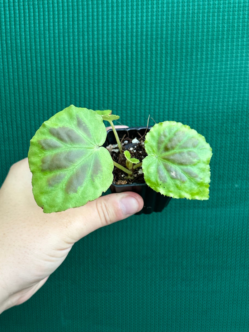 Begonia sumatra dongranensis NEW