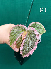 Begonia fulvovillosa (U012) NEW