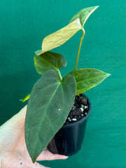Anthurium ‘Jessica Rabit’ x Papx  NEW