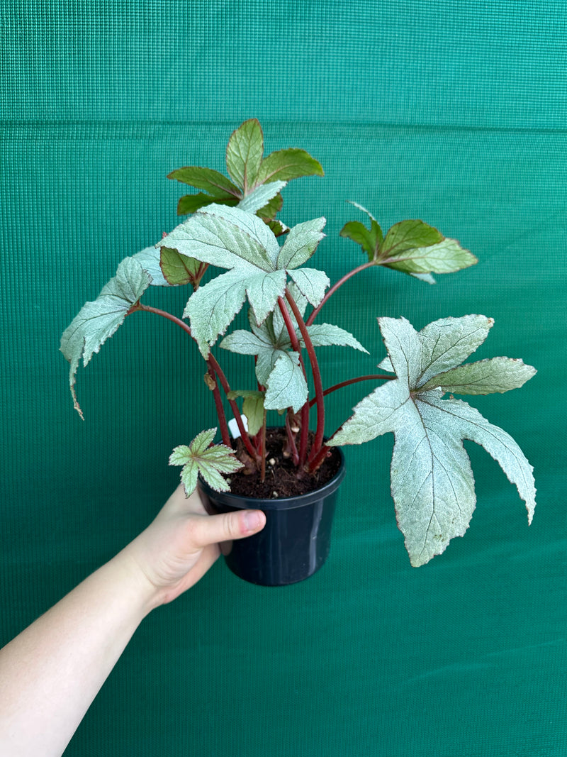 Begonia ‘Pollux’