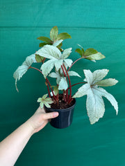 Begonia ‘Pollux’