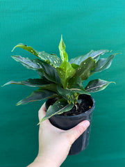 Aglaonema ‘Pink Dalmation’