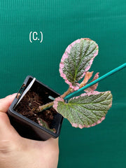 Begonia fulvovillosa (U012) NEW