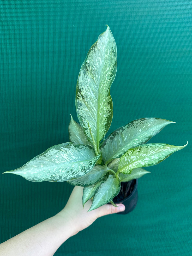 Dieffenbachia ‘Memoria Corsii’