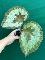 Begonia ‘Old Blue’