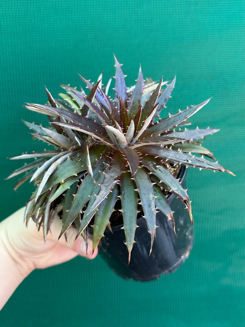 Dyckia