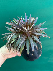 Dyckia