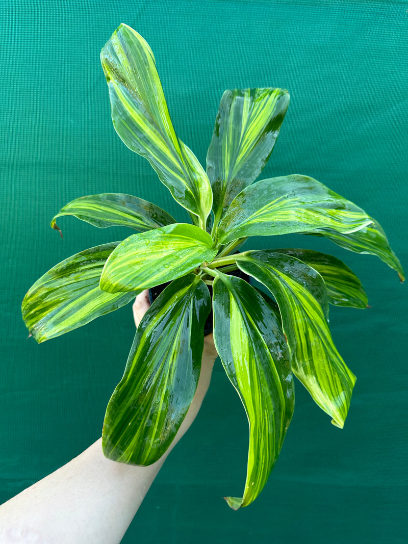 Cordyline fruticosa ‘Tropic Frost’ NEW