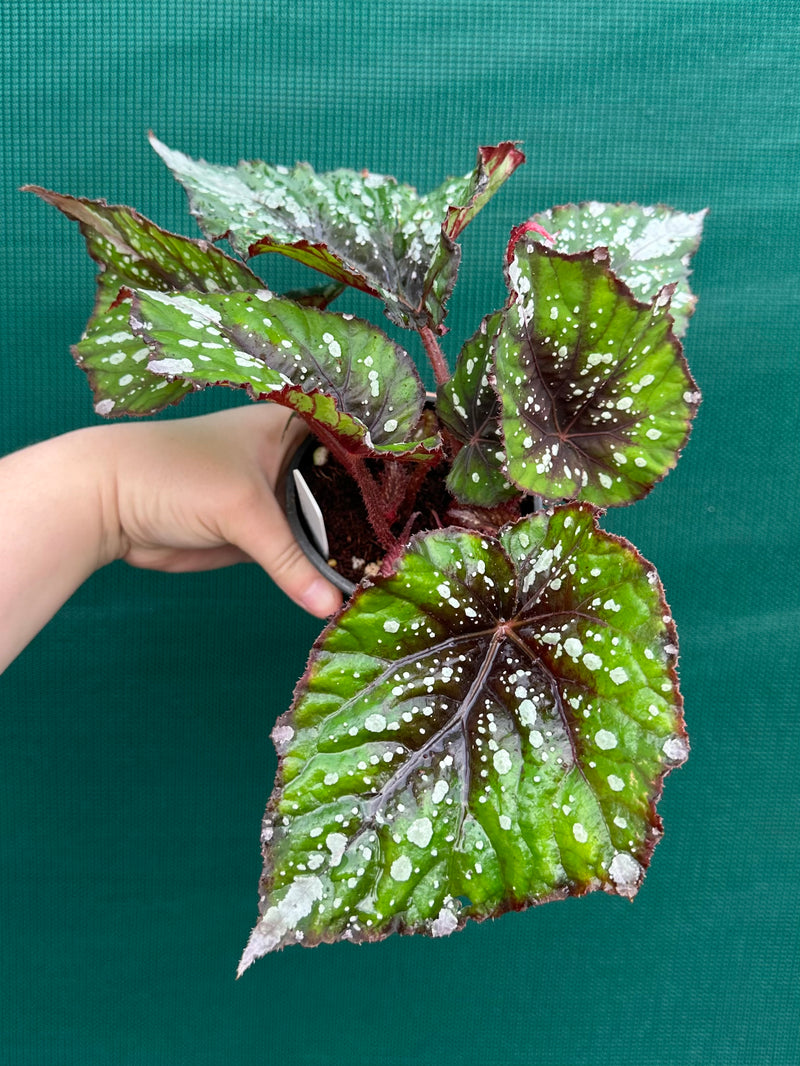 Begonia NOID 66