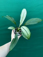 Spathiphyllum ‘Candle Light’