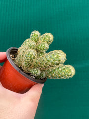 Mammillaria elongata