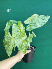 Alocasia odora batik ‘Splash’
