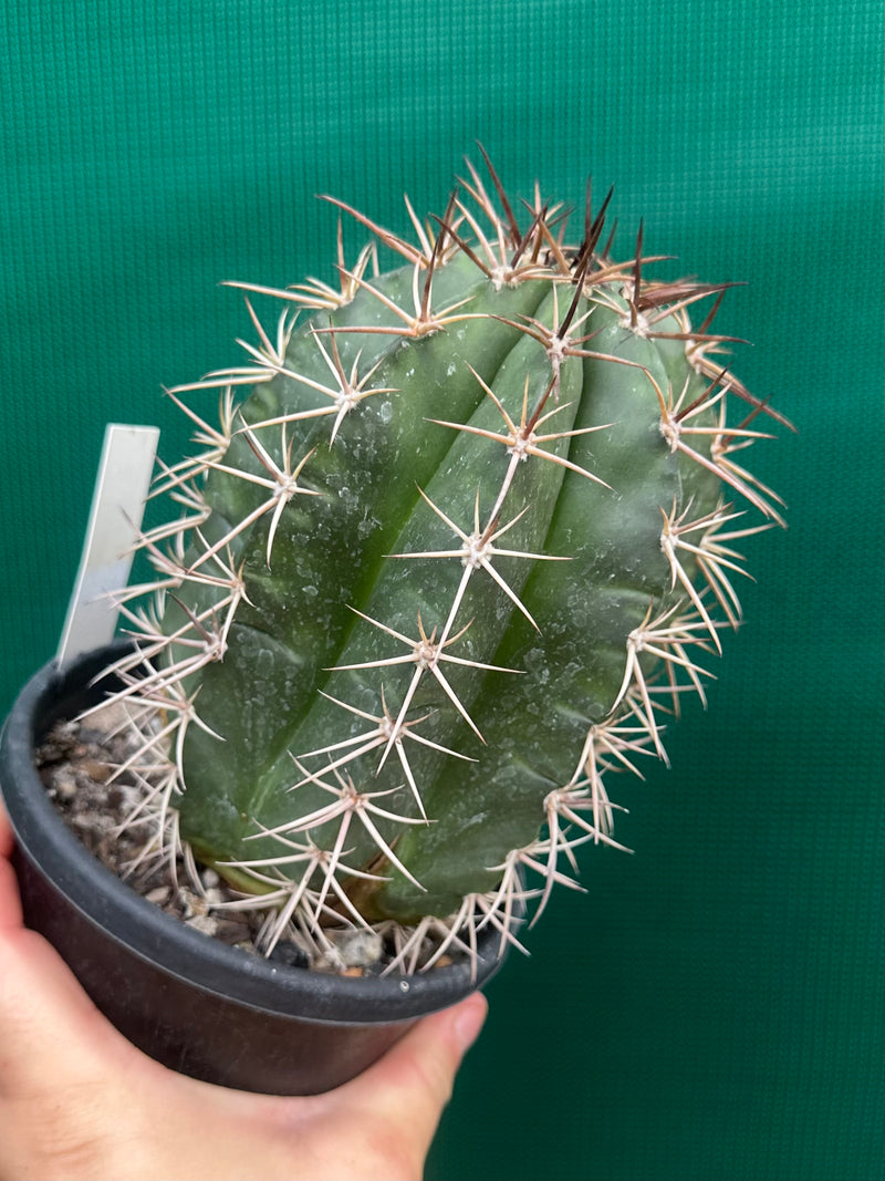 Melocactus Zehntneri NEW