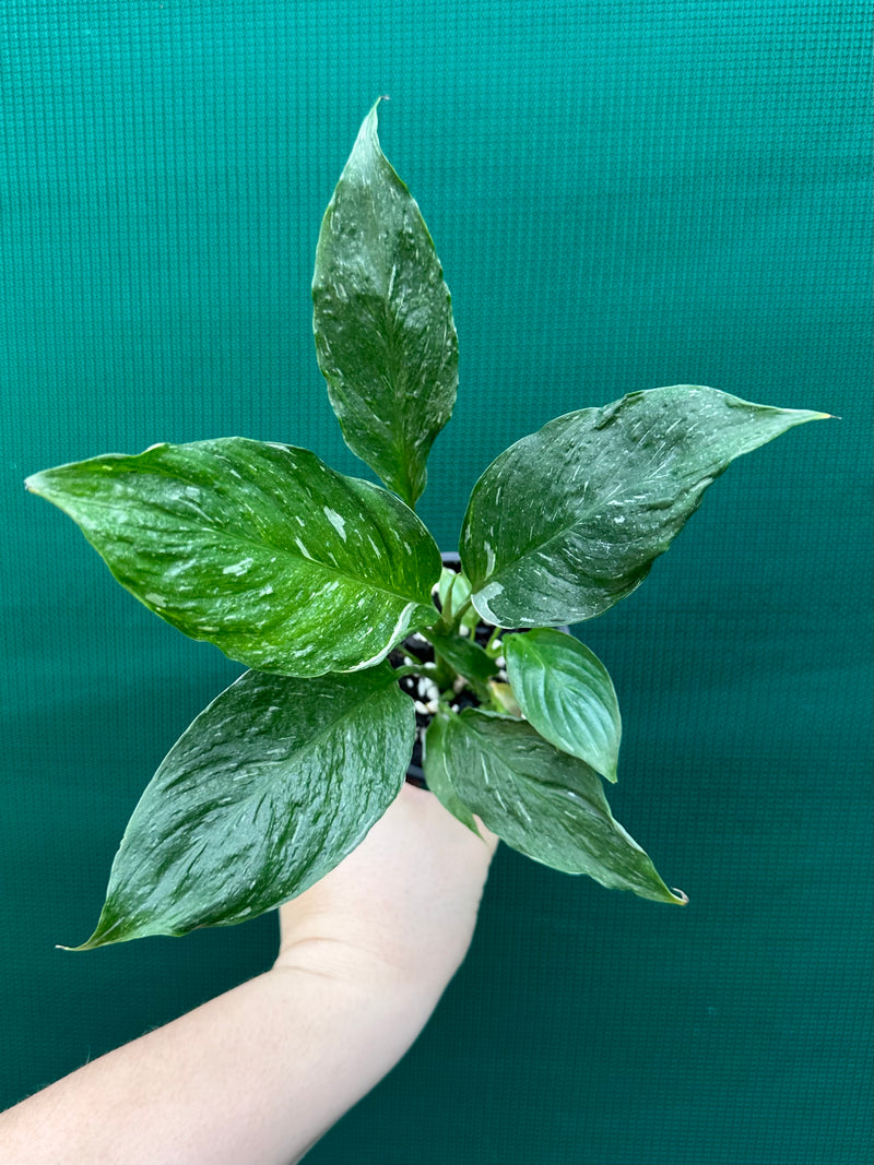 Spathiphyllum ‘Domino’ NEW