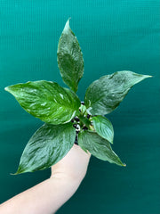 Spathiphyllum ‘Domino’ NEW