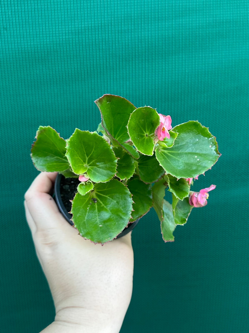 Begonia NOID 33