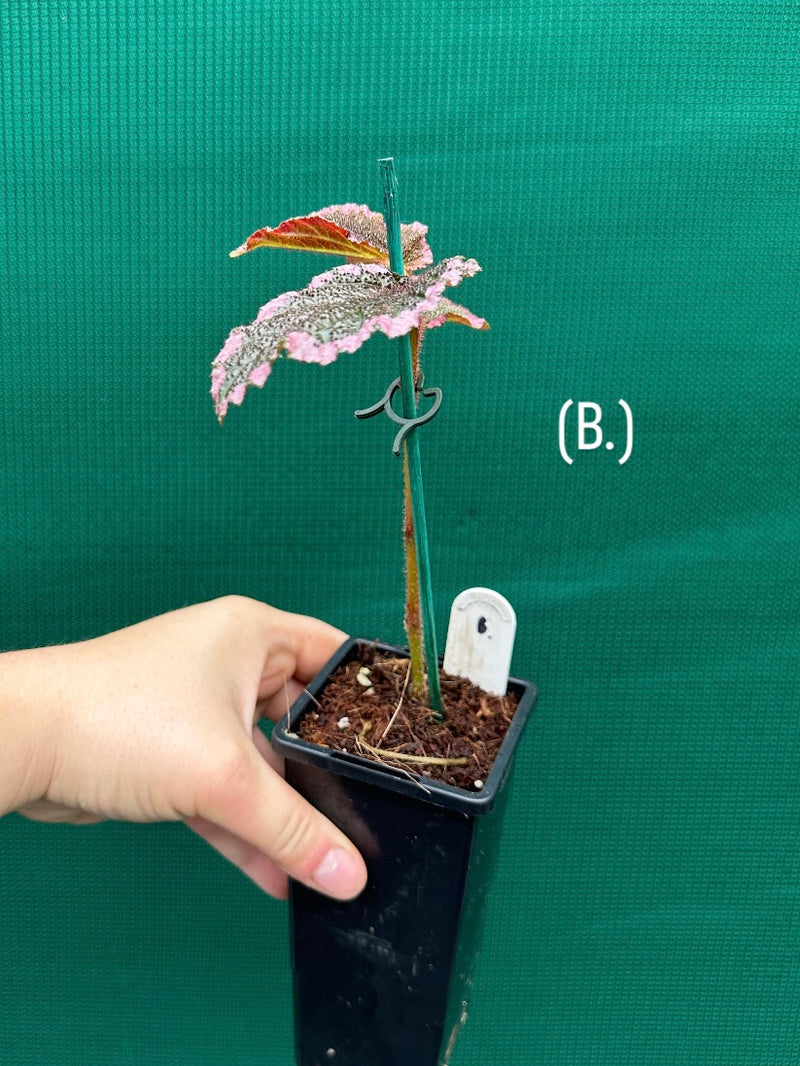 Begonia fulvovillosa (U012) NEW