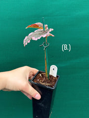 Begonia fulvovillosa (U012) NEW