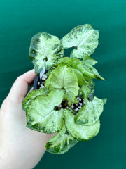 Syngonium 'Pixie'
