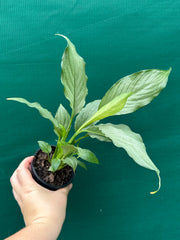 Spathiphyllum ‘Platinum Mist’