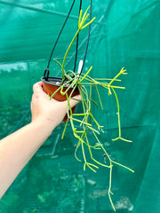 Rhipsalis Grandiflora (NEW)