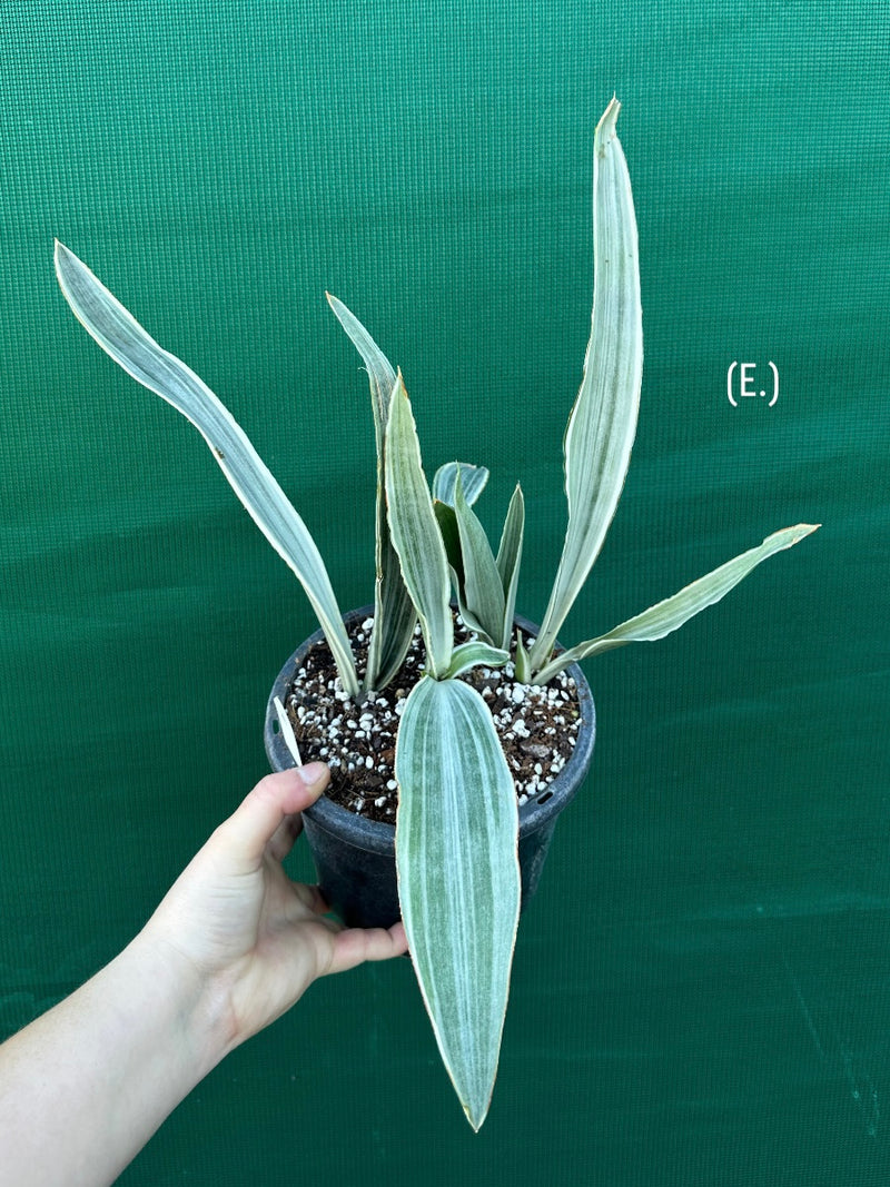 Sansevieria ‘Siam Silver’ NEW
