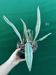 Sansevieria ‘Siam Silver’ NEW