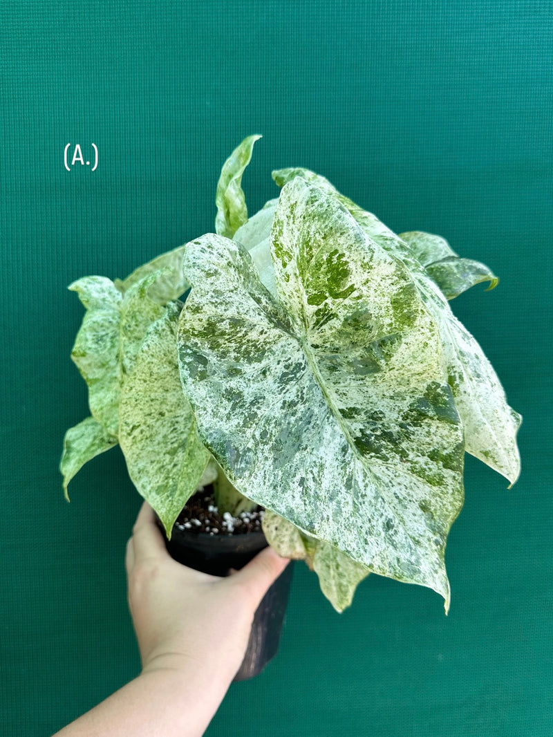Alocasia odora batik ‘Splash’