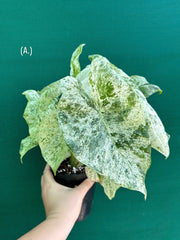 Alocasia odora batik ‘Splash’