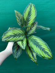 Calathea ‘Ornata’