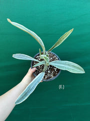 Sansevieria ‘Siam Silver’ NEW