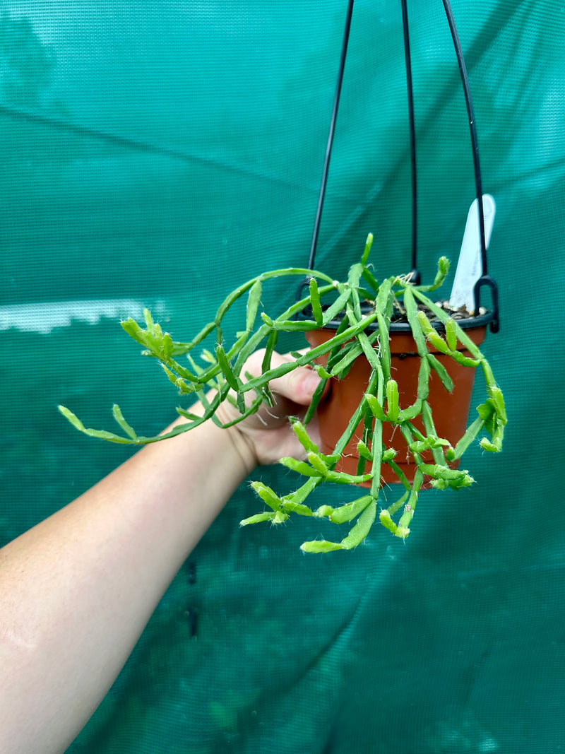 Rhipsalis Sulcata