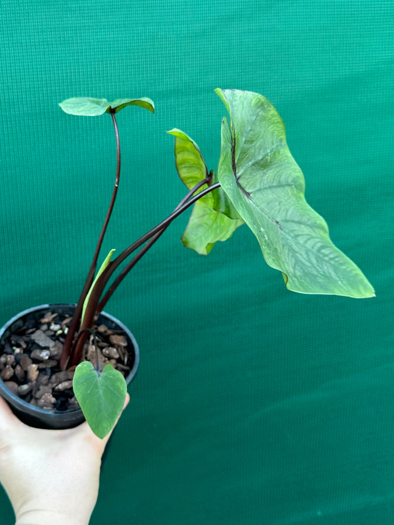 Alocasia ‘Pharaohs Mask’ NEW