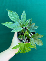 Fatsia Japonica 'Spiders Web’